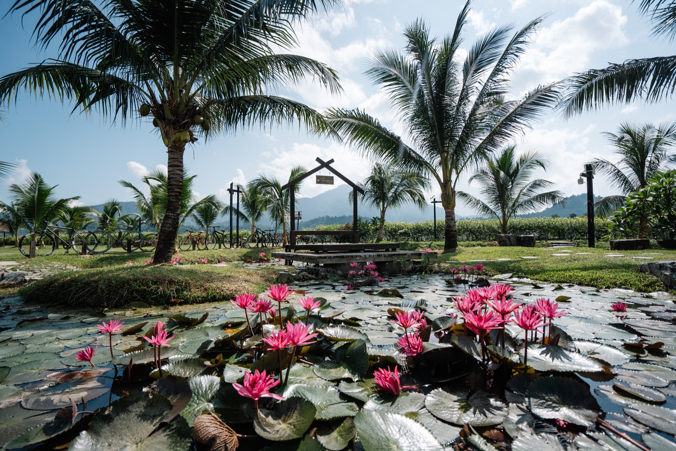 Lotus pond, palms and mountain view at Villa Sawah